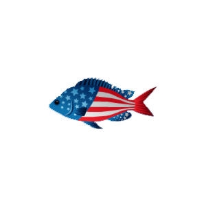 American Chromis